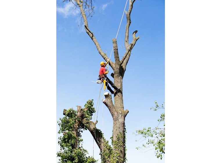 nyc discount tree removal experts 2