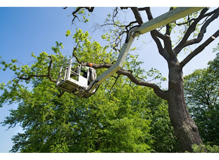 nyc discount tree removal experts 4