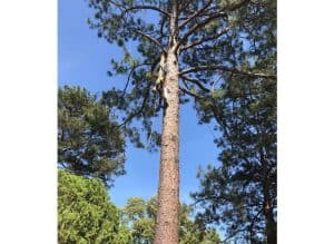 Person climbing tall pine tree