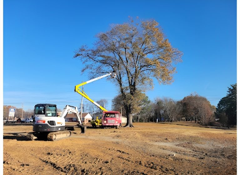 phinnessee tree llc. 3 768x561