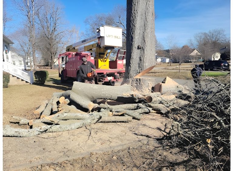 phinnessee tree llc. 5 768x563