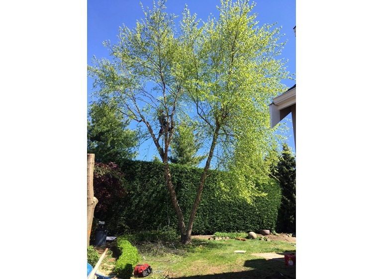 plp tree service snohomish 1