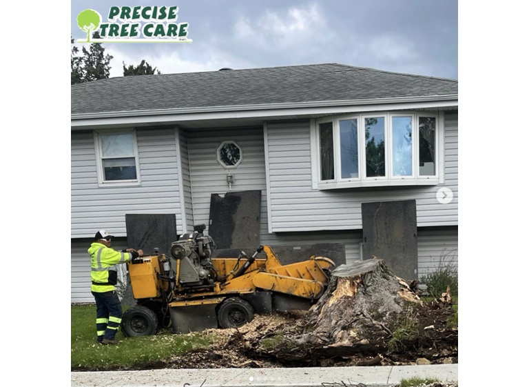 precise tree care 1