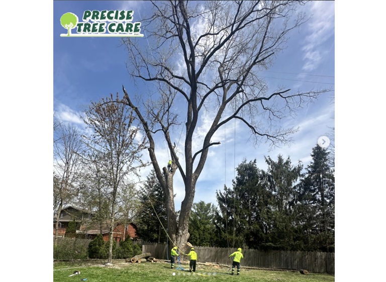 precise tree care 3