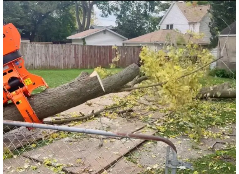 pro tree service valdosta ga 3