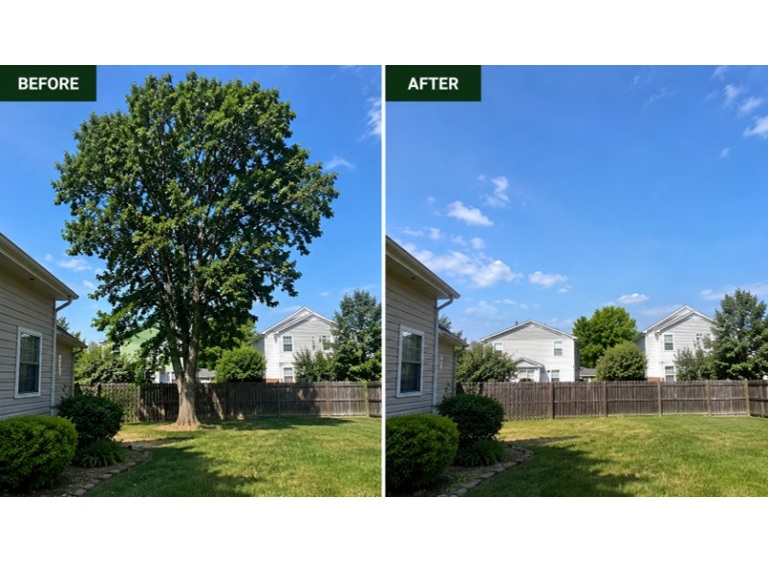 rapid tree services 5