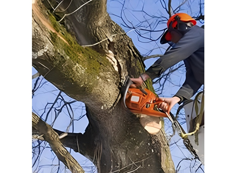 renko tree service 2