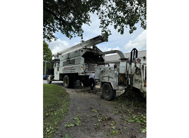 robison tree service 1
