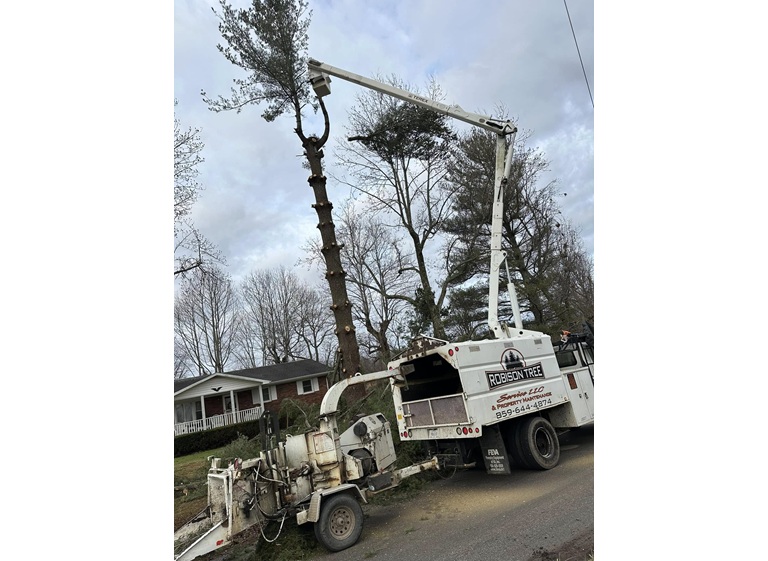 robison tree service 2