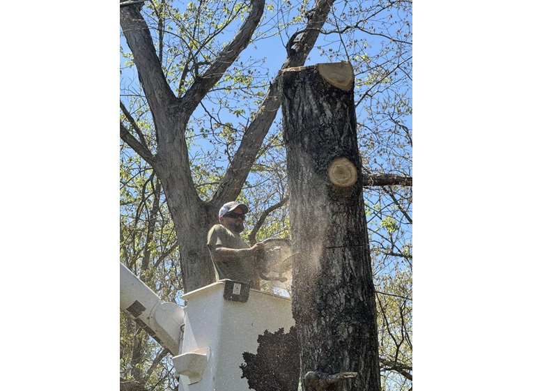 robison tree service 5