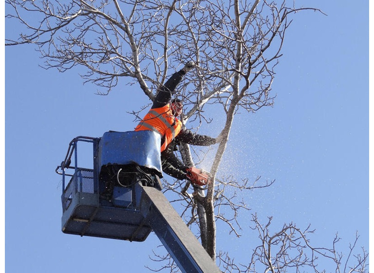 rocky tree care 2