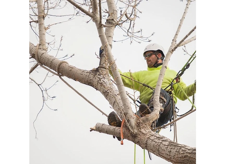 rocky tree care 3