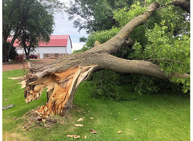 rocky tree care 4