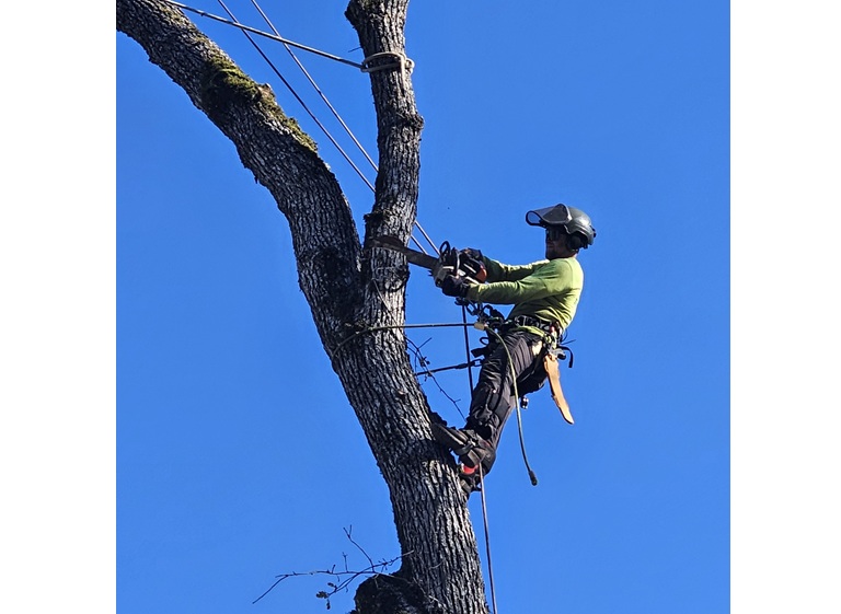 sindt tree service 1