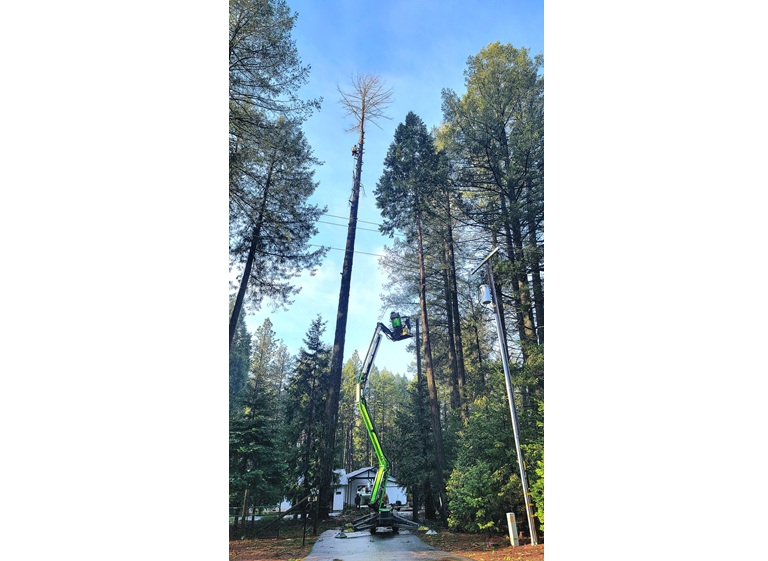 sindt tree service 5