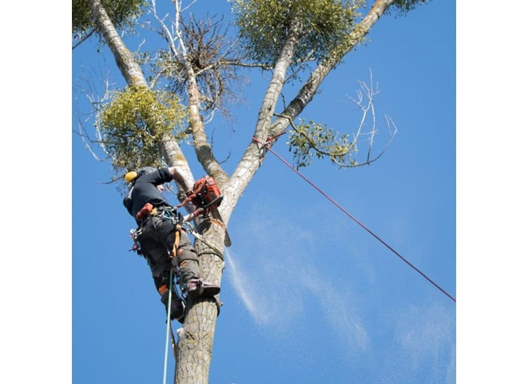 skokie tree removal 1