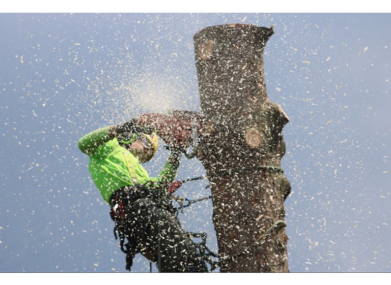 skokie tree removal 3