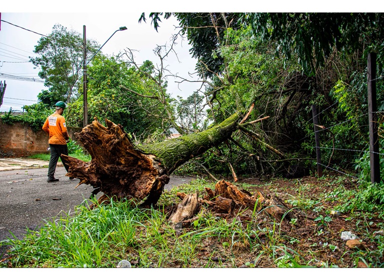 skokie tree removal 4