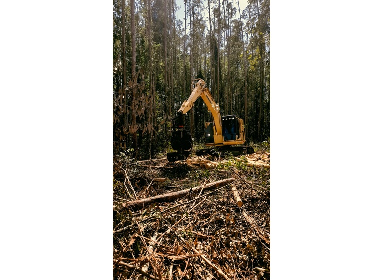 skokie tree removal 5