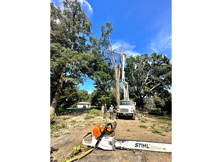 spartan tree and landscape 3