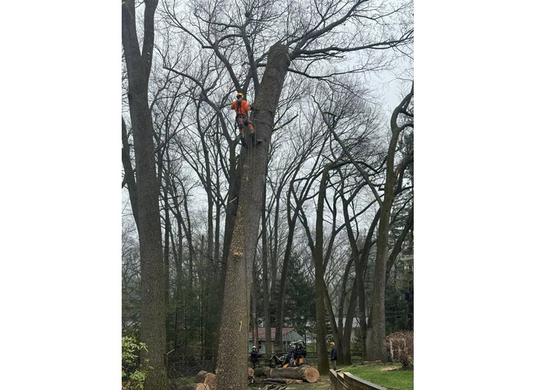 spartan tree and landscape 4