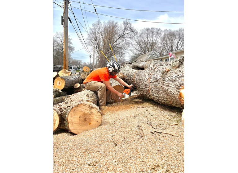 spartan tree and landscape 5