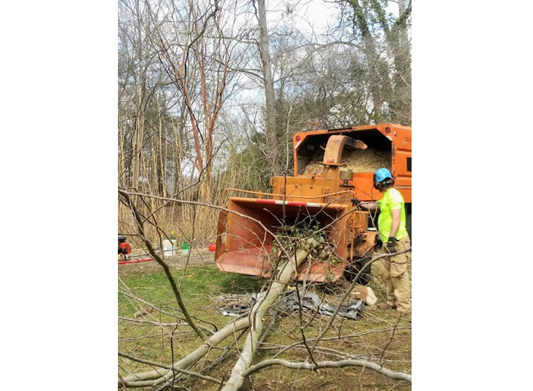 sweet carolina tree care 3