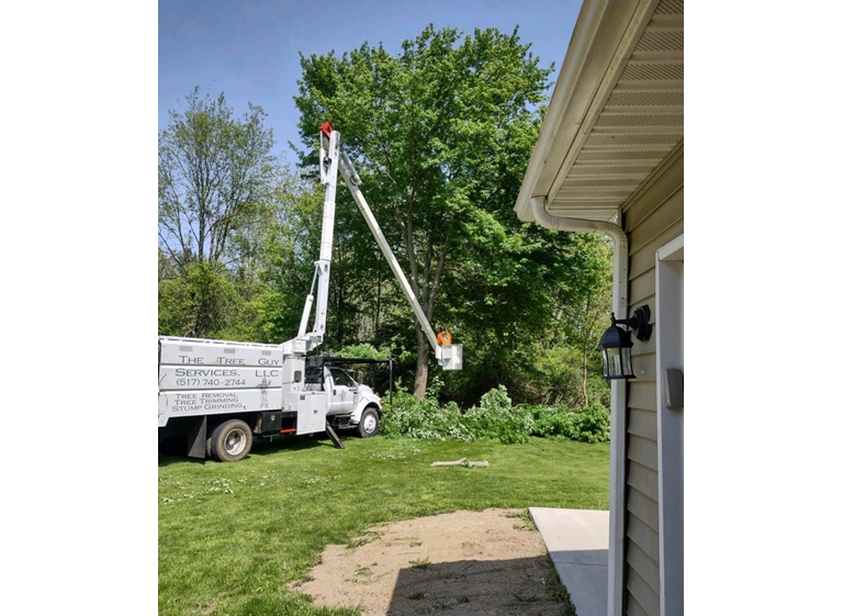 the tree guy services llc 1