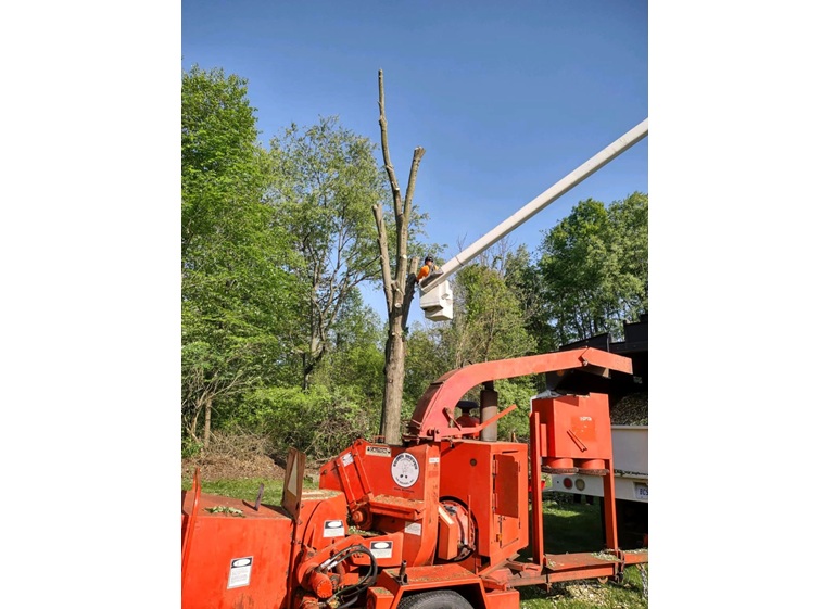 the tree guy services llc 2