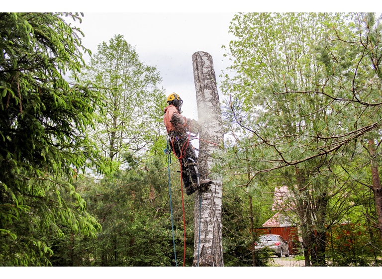 the tree guy services llc 3