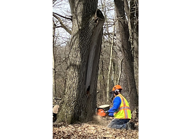 the tree guy services llc 4