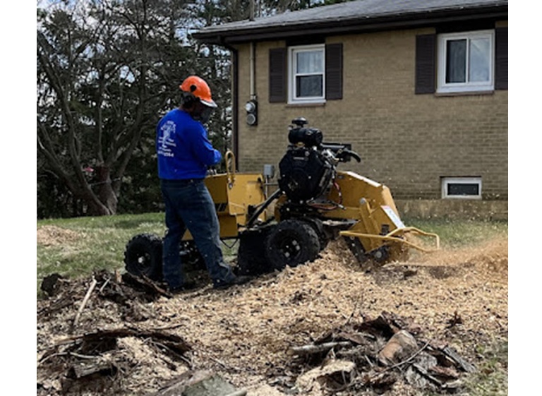 the tree guy services llc 5