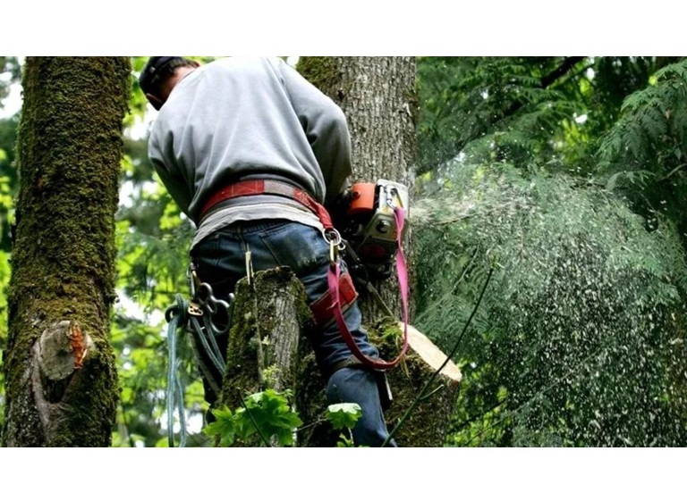 timber pros tree service 1 1