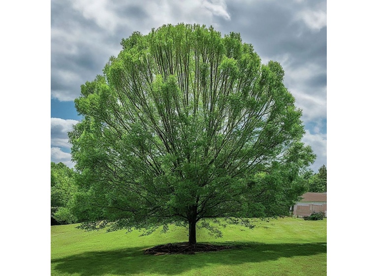 timber pros tree service 2 1