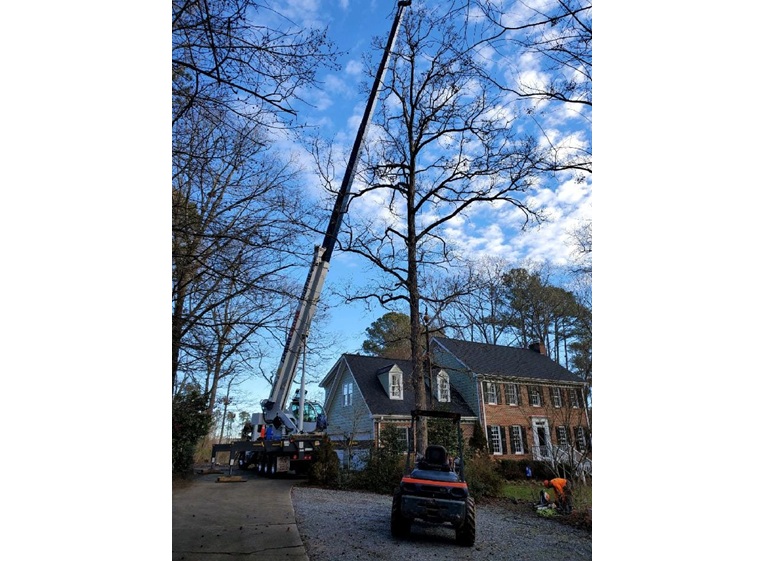 timberman tree service llc 1