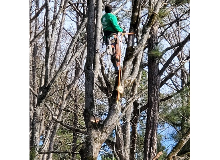 timberman tree service llc 4