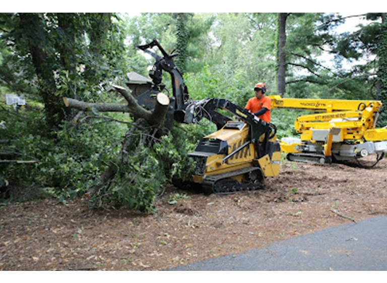 tree care enterprises 2