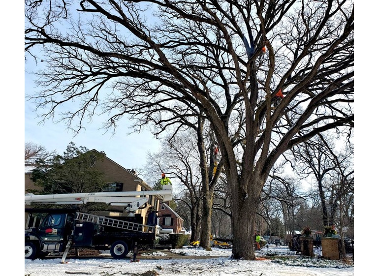 tree care enterprises 3