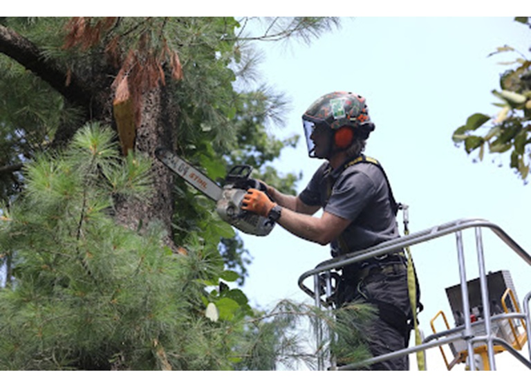 tree care enterprises 5