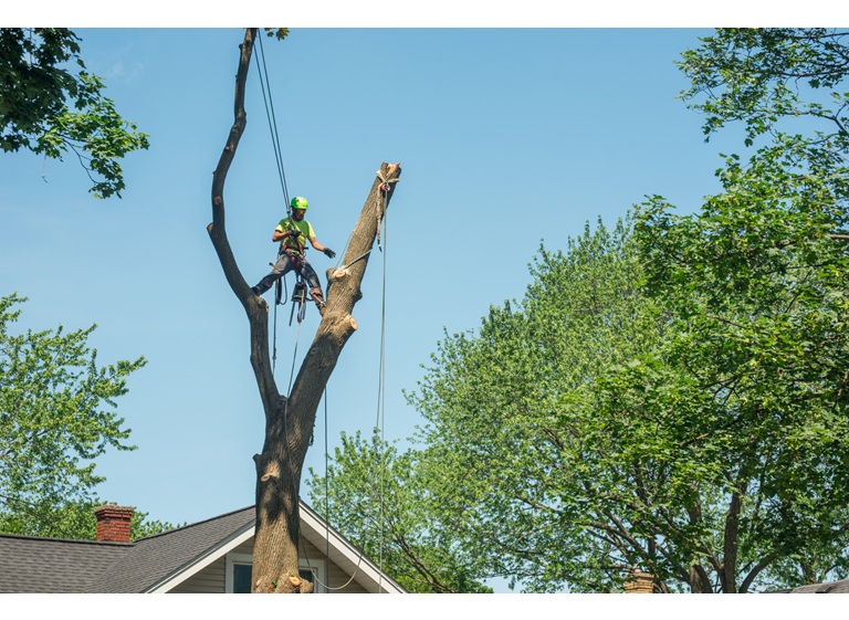 tree care enterprises lake geneva 2