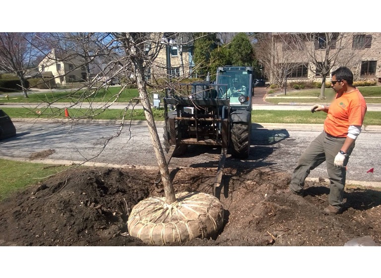 tree care enterprises lake geneva 5