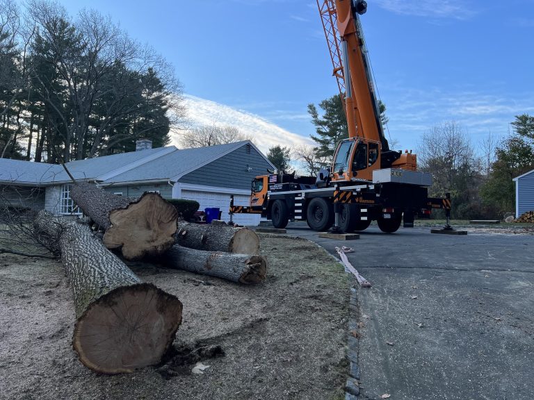 tree company near me 768x576