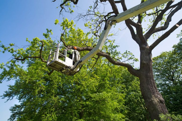 tree removal service savannah ga 1024x682 1 768x512