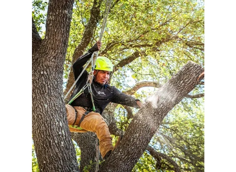 tree scouts tree service 3