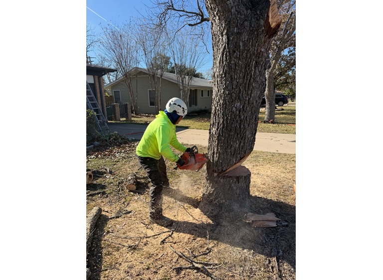 tree scouts tree service 5