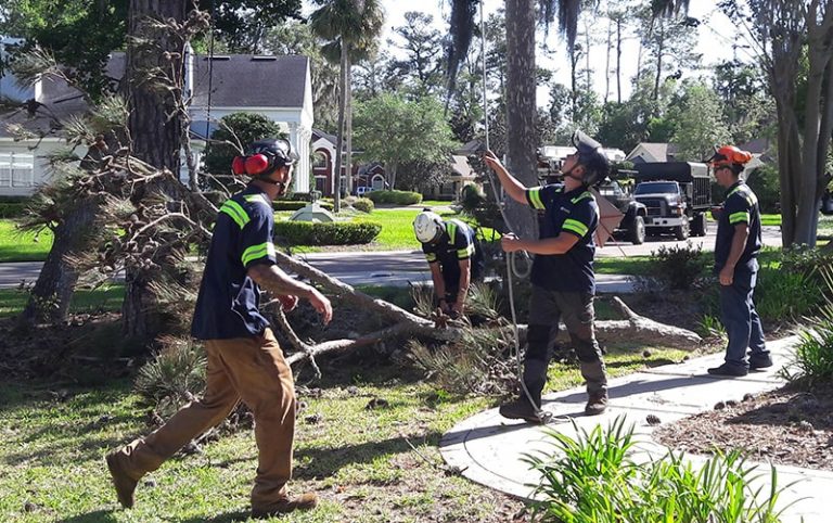 tree service near me 1 768x482