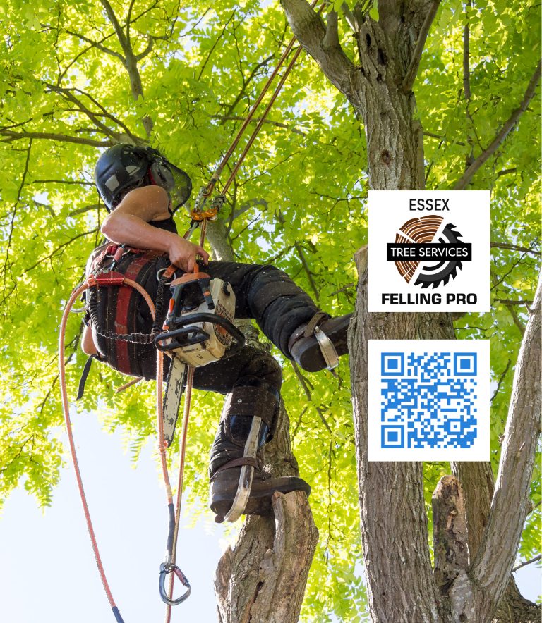 tree trimming 3 768x884