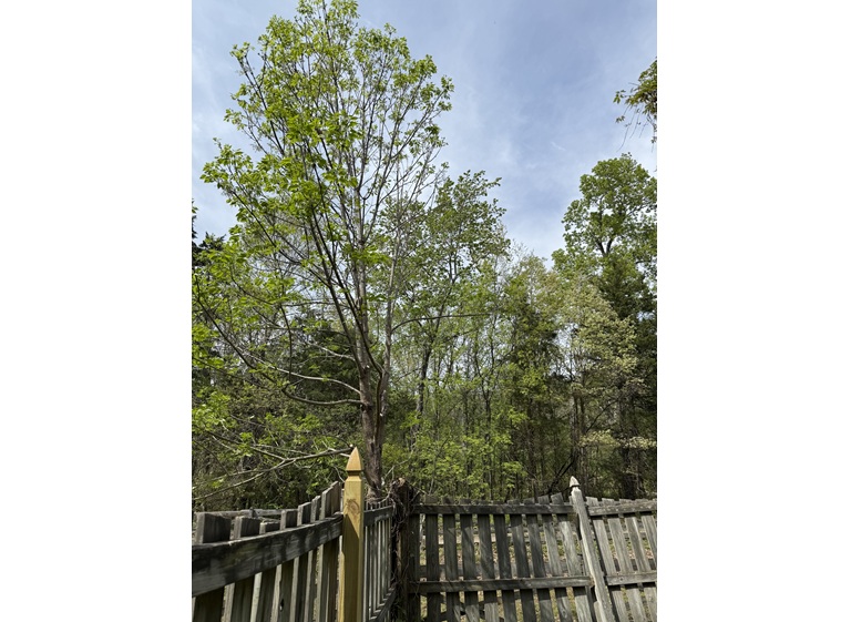 united tree care llc 5