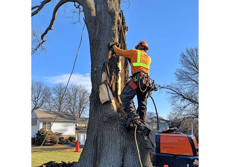 united tree services 1