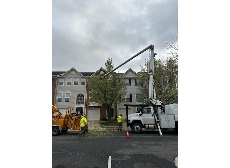 united tree services 2